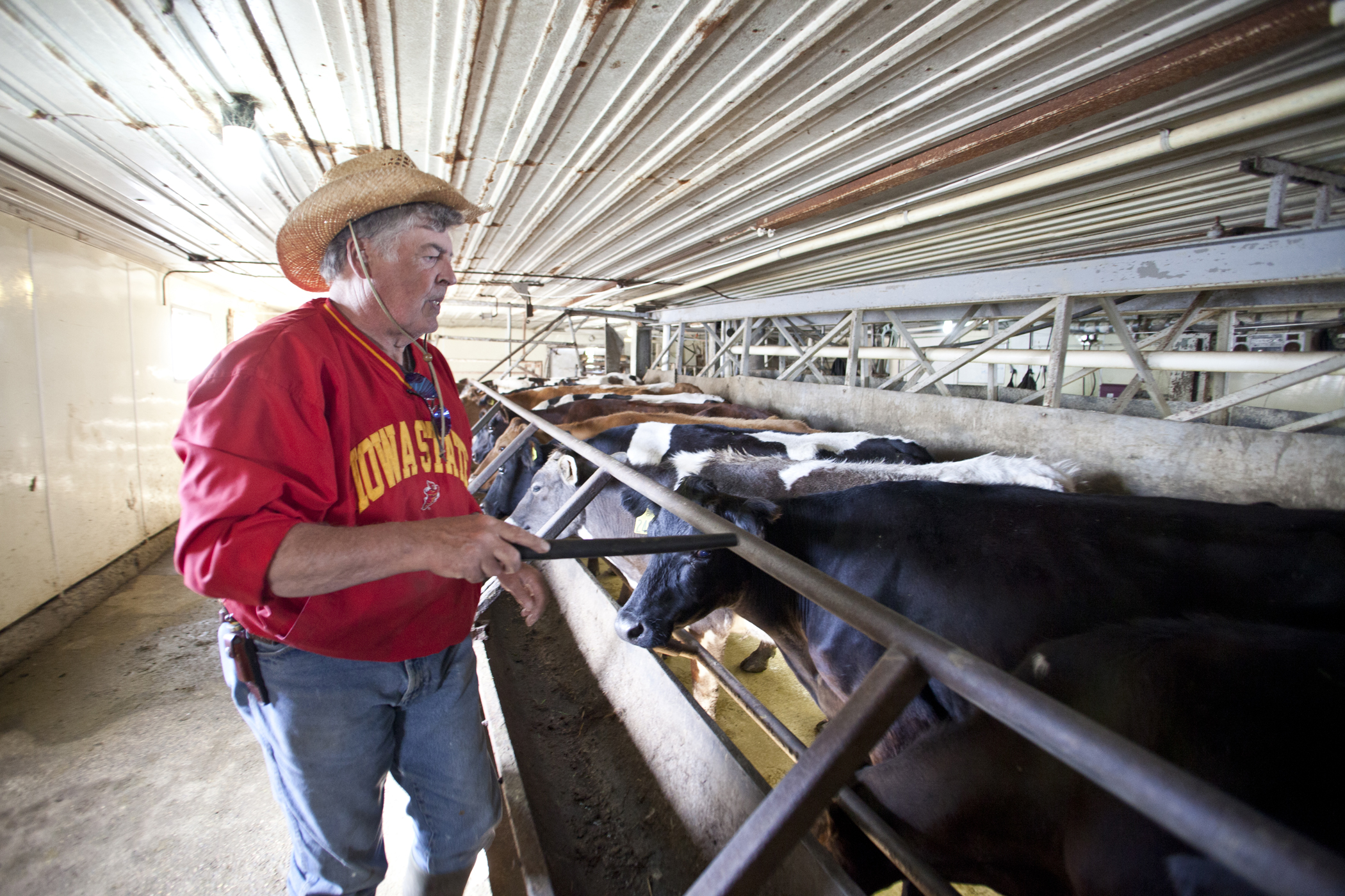 farm photography organic dairy farmer cow milking