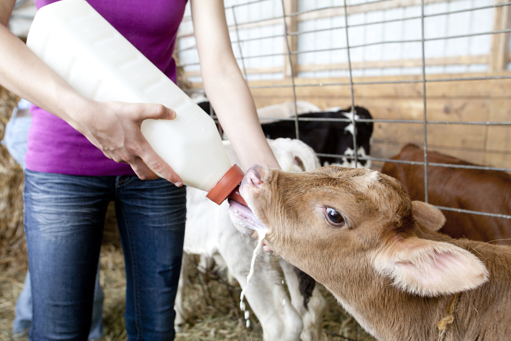 farm photography organic dairy calf