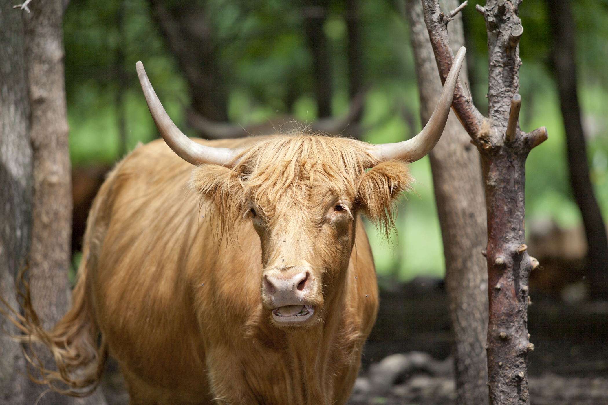 farm photography organic long horned cow