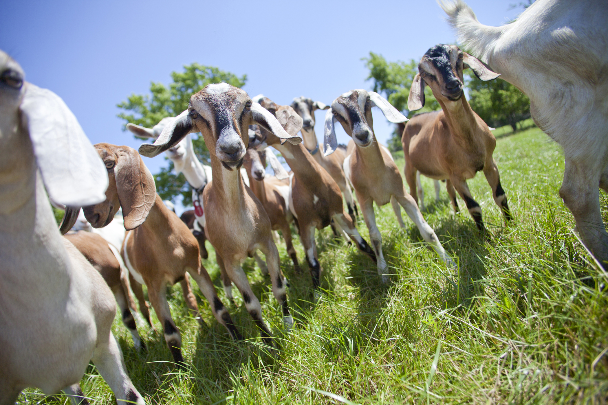 farm photography of goats at signing hills farm minnesota