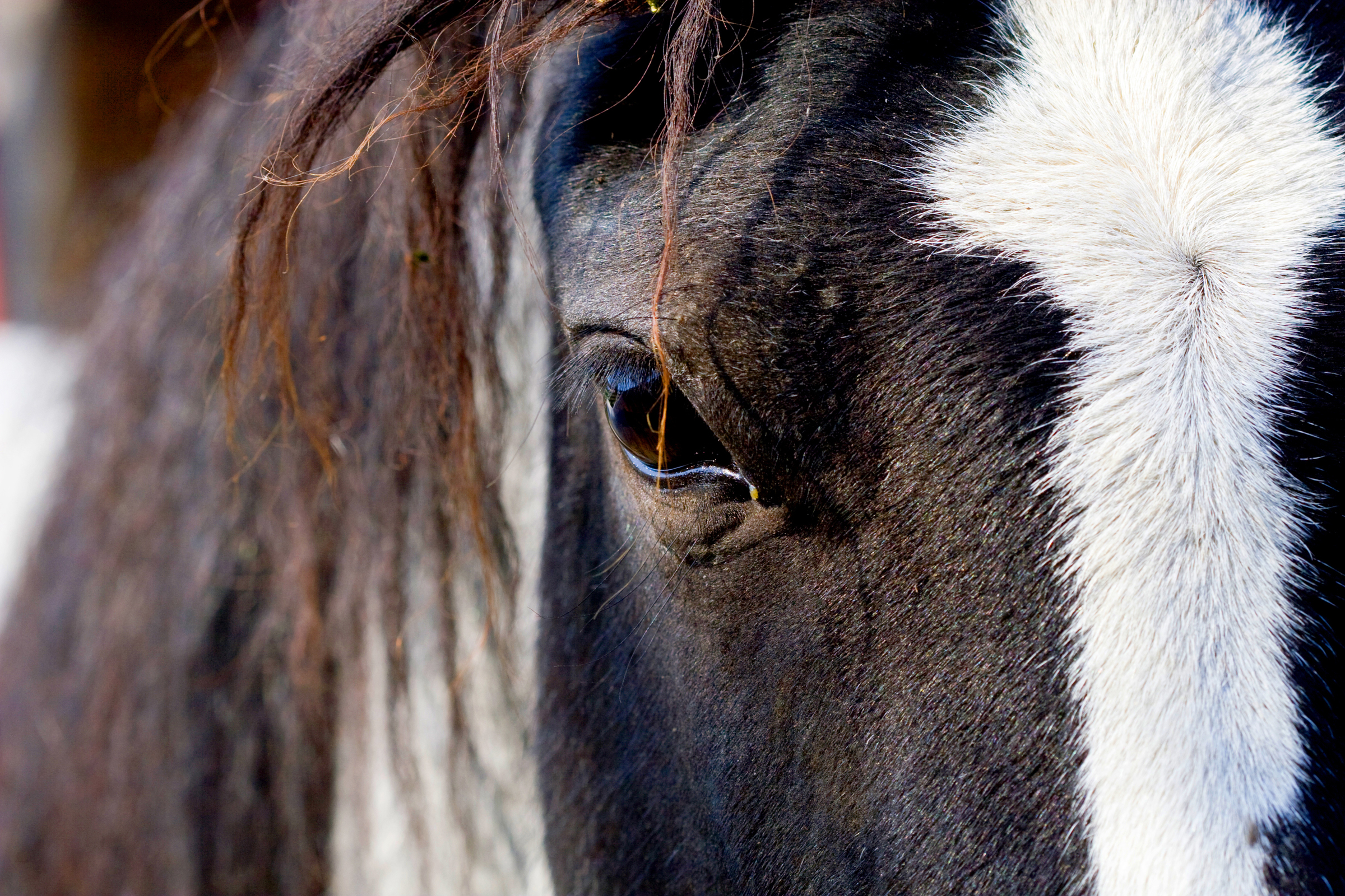  welch horse animal photography 