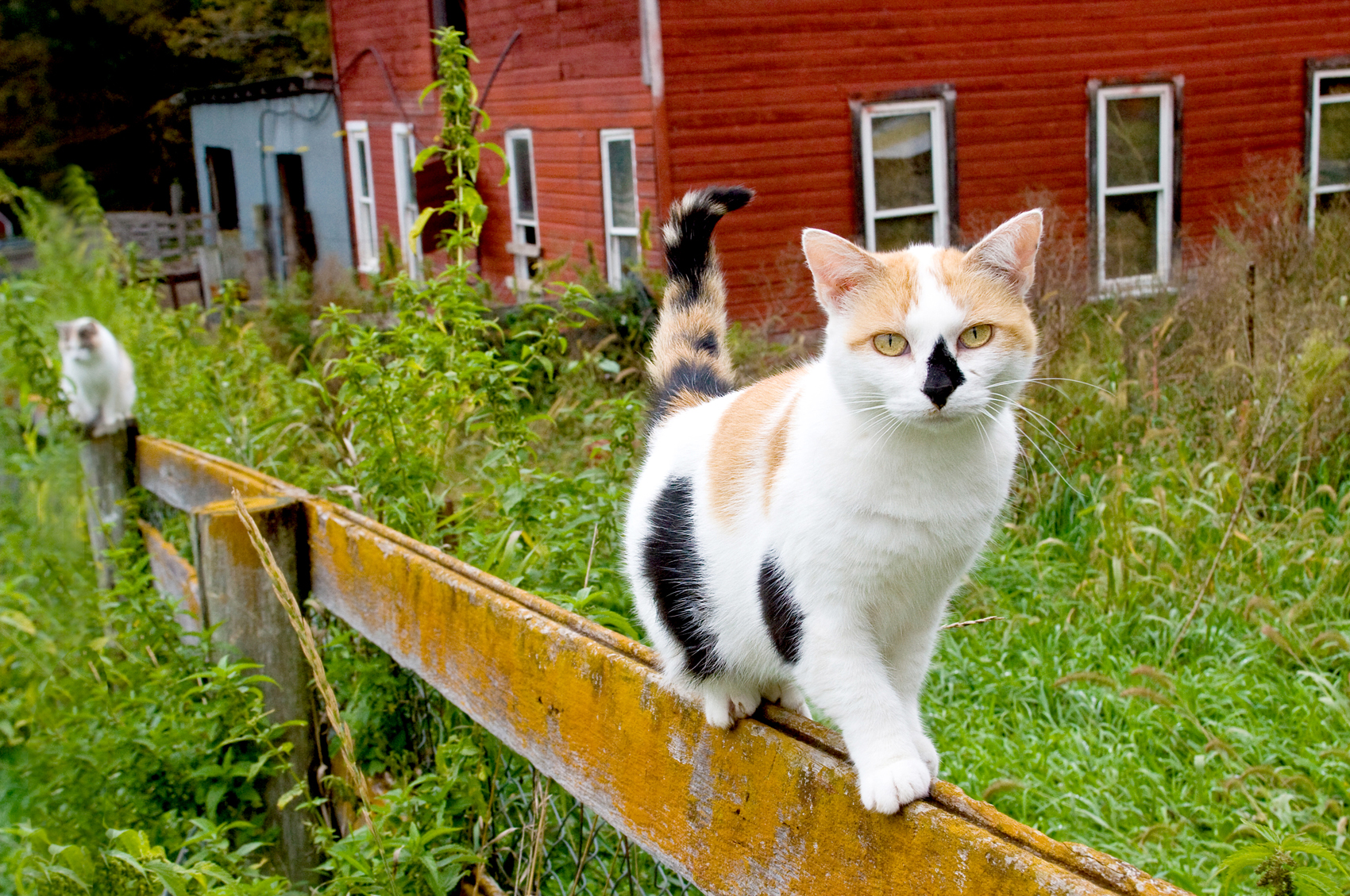 animal photography cat barn