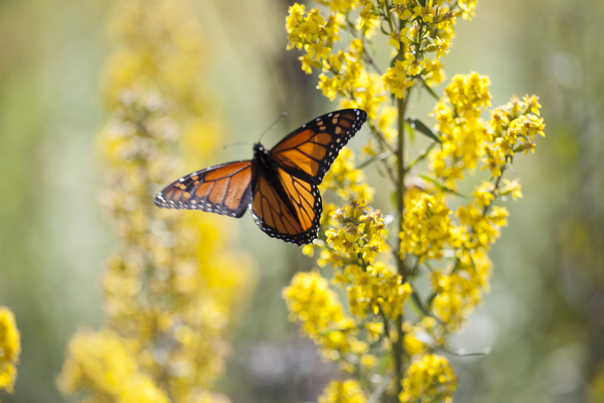 nature photography monarch prairie