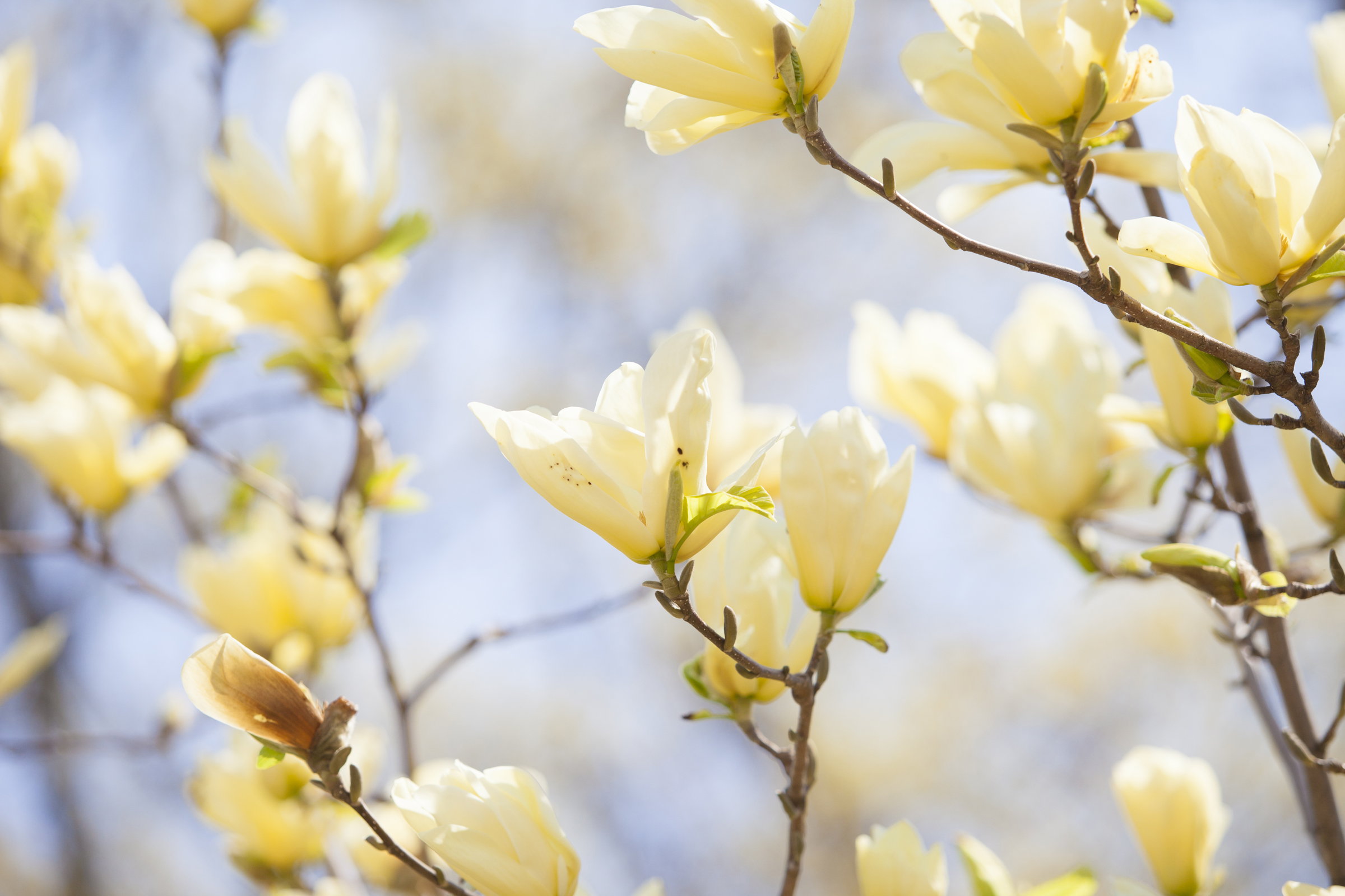 nature photography magnolia tree