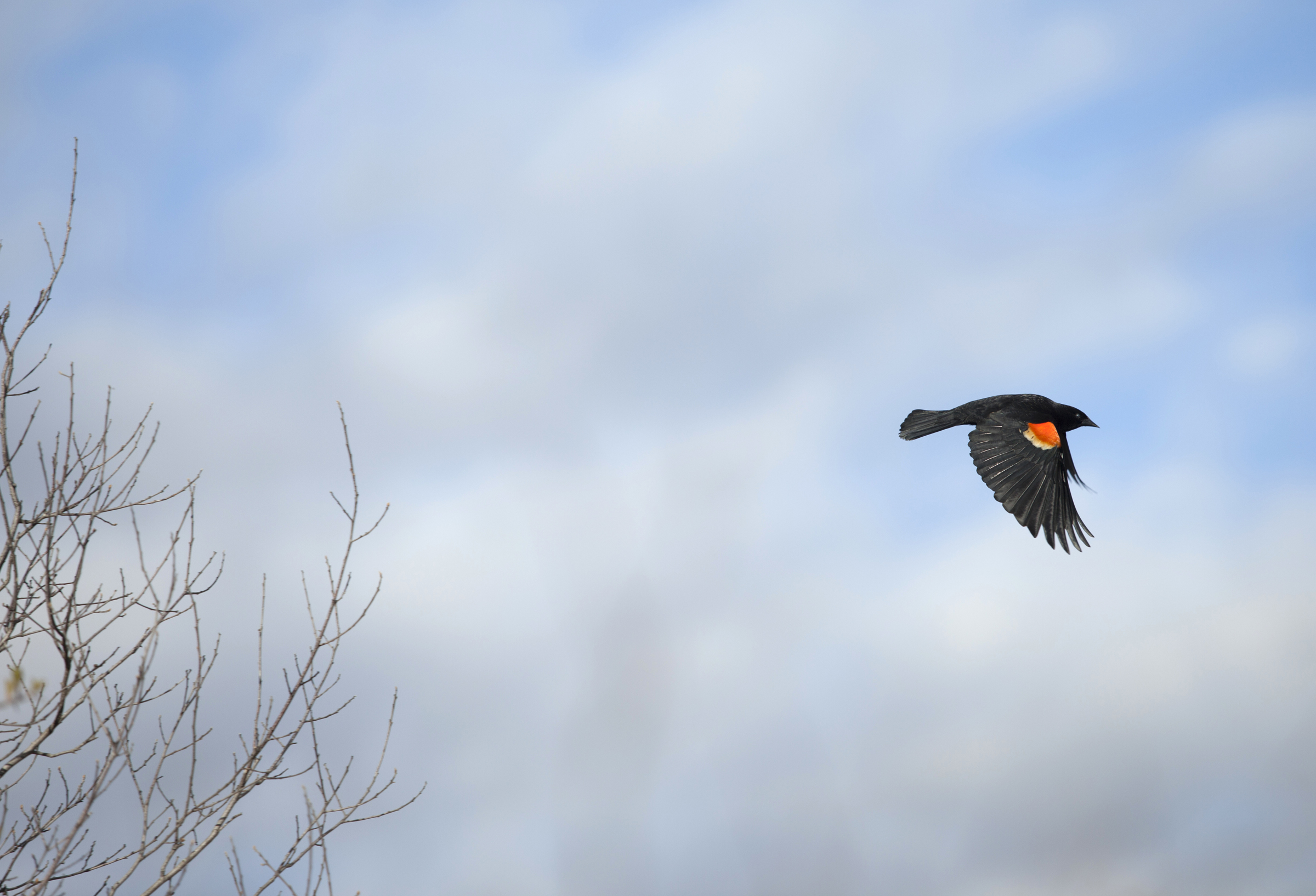 red winged blackbird nature photography