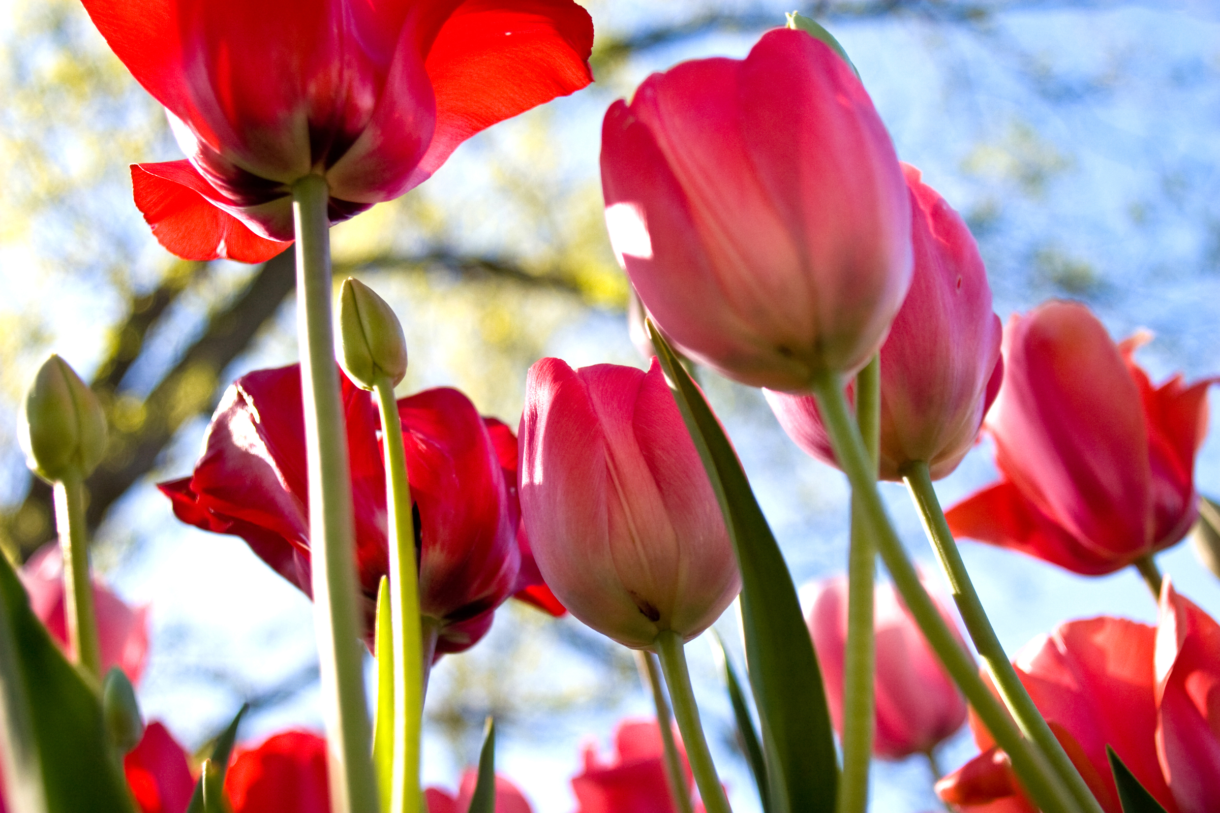 nature photography tulips