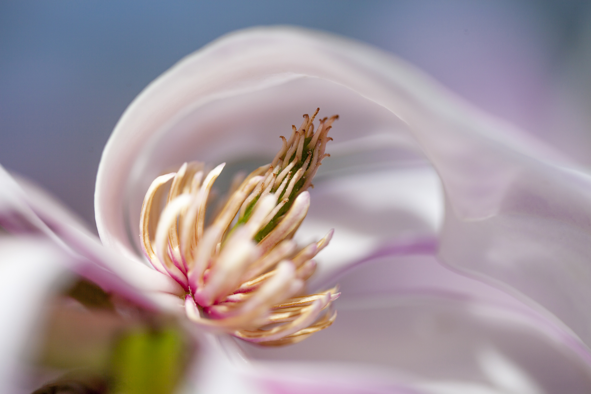 magnolia flower nature photography