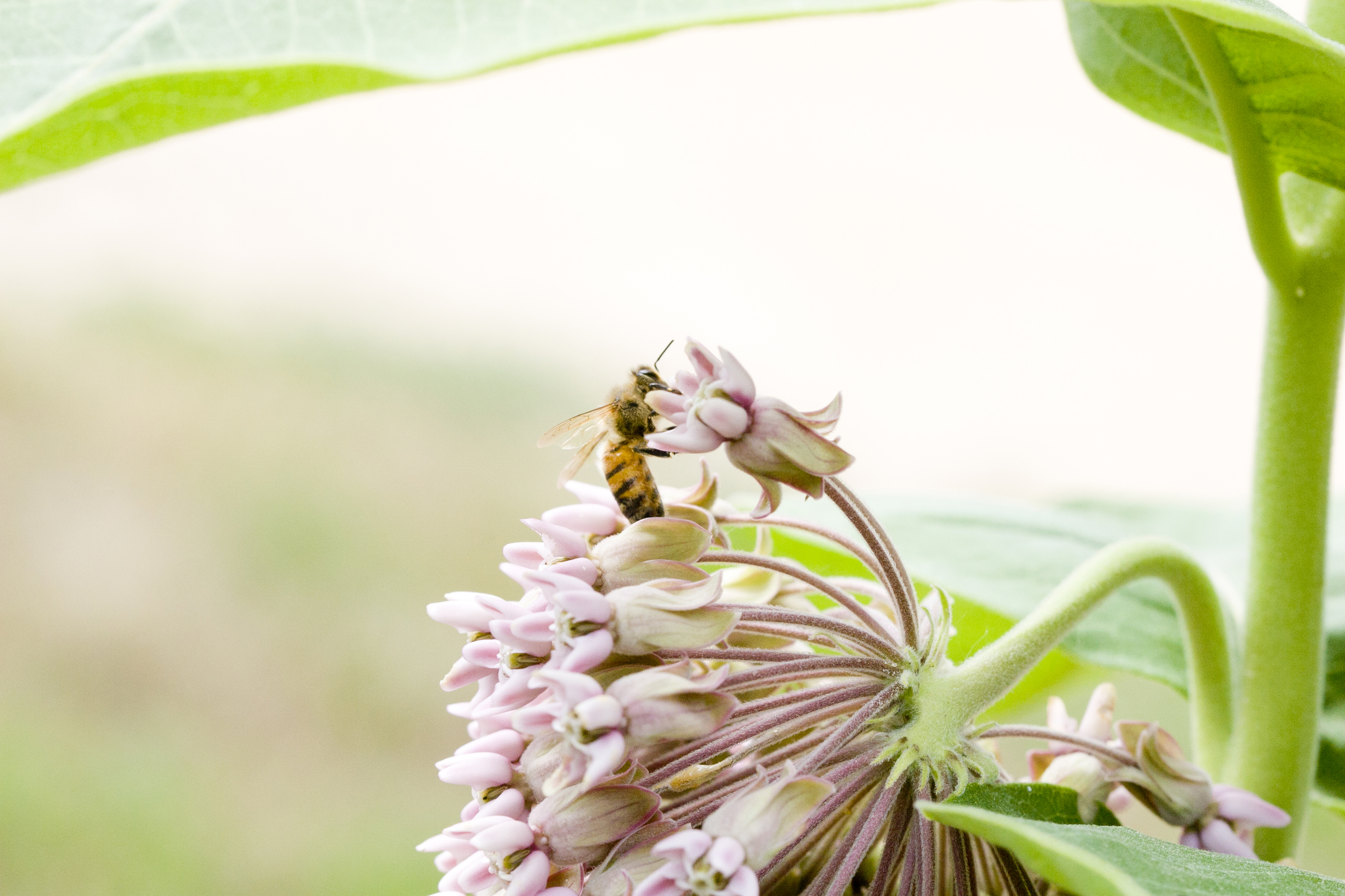 milkweed honey bee nature photography