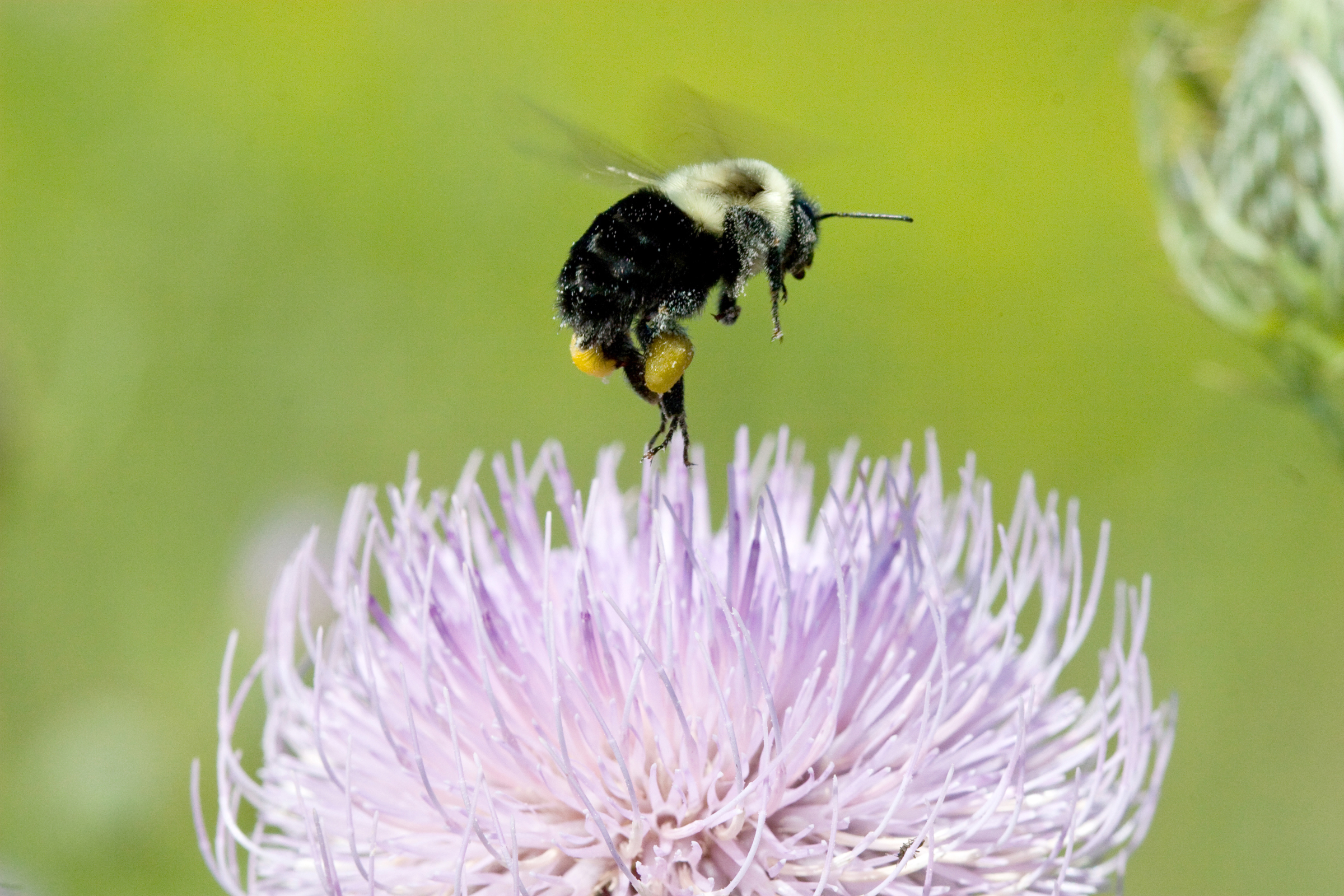 bumble bee thistle pollen nature photography