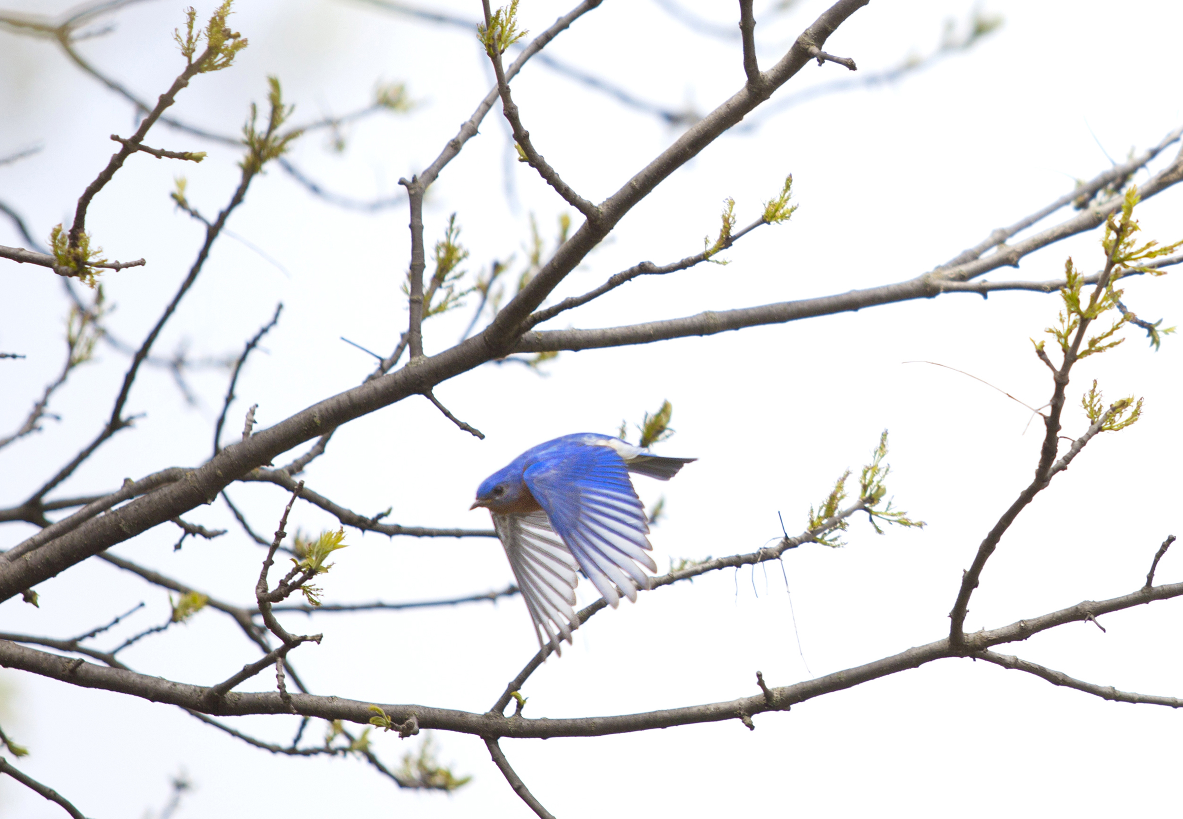 nature photography bluebird in tree