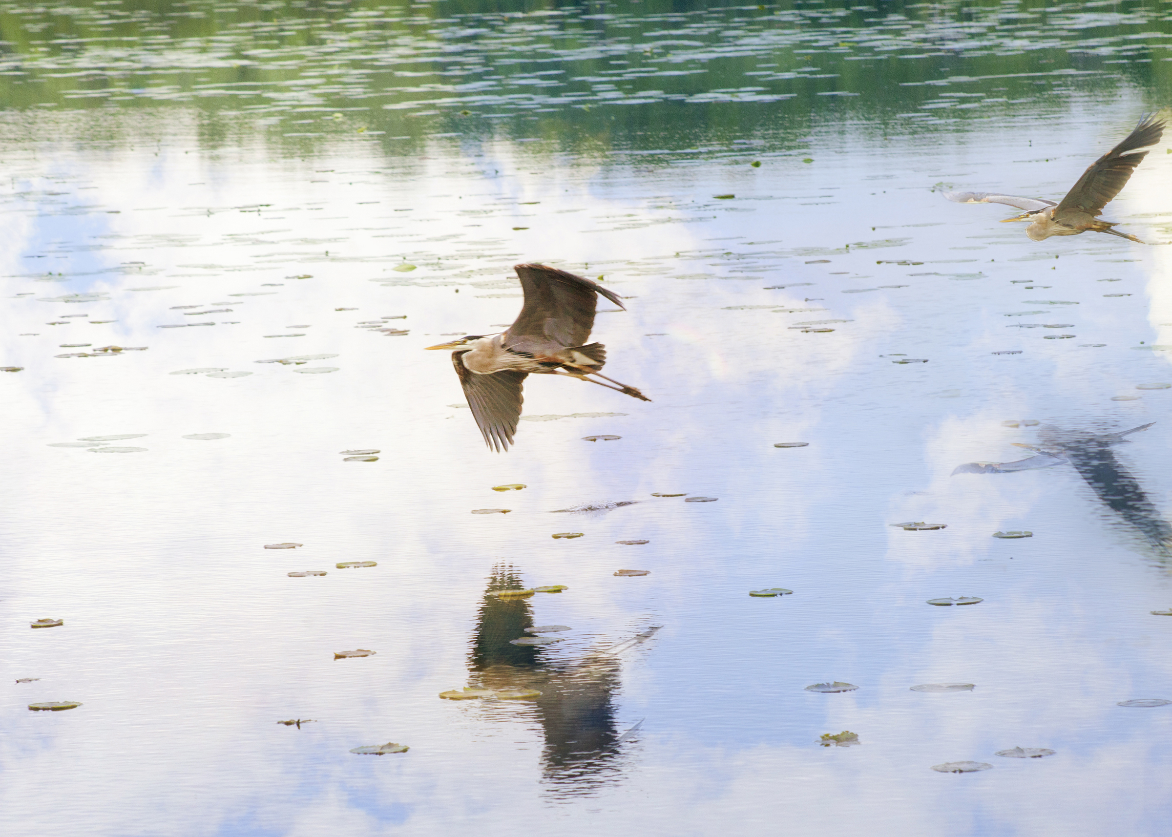 heron on lake nature photography