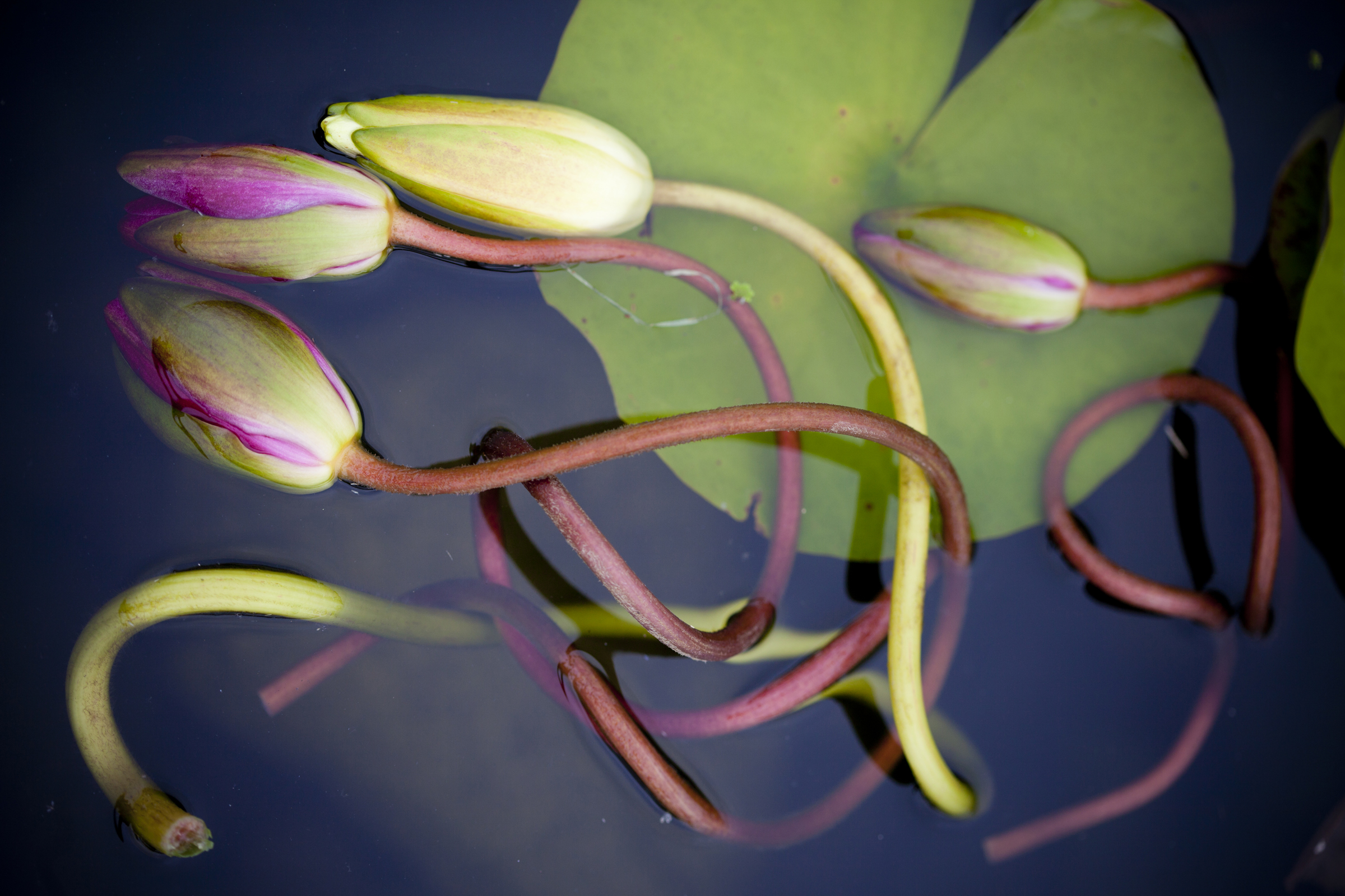 nature photography lillypad flowers