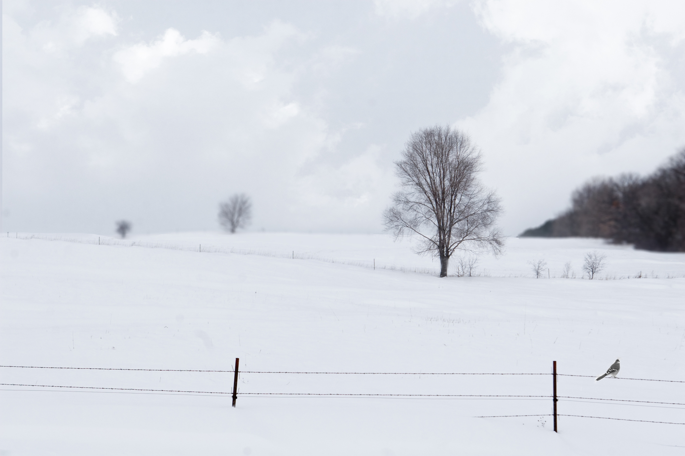 nature photography winter bird