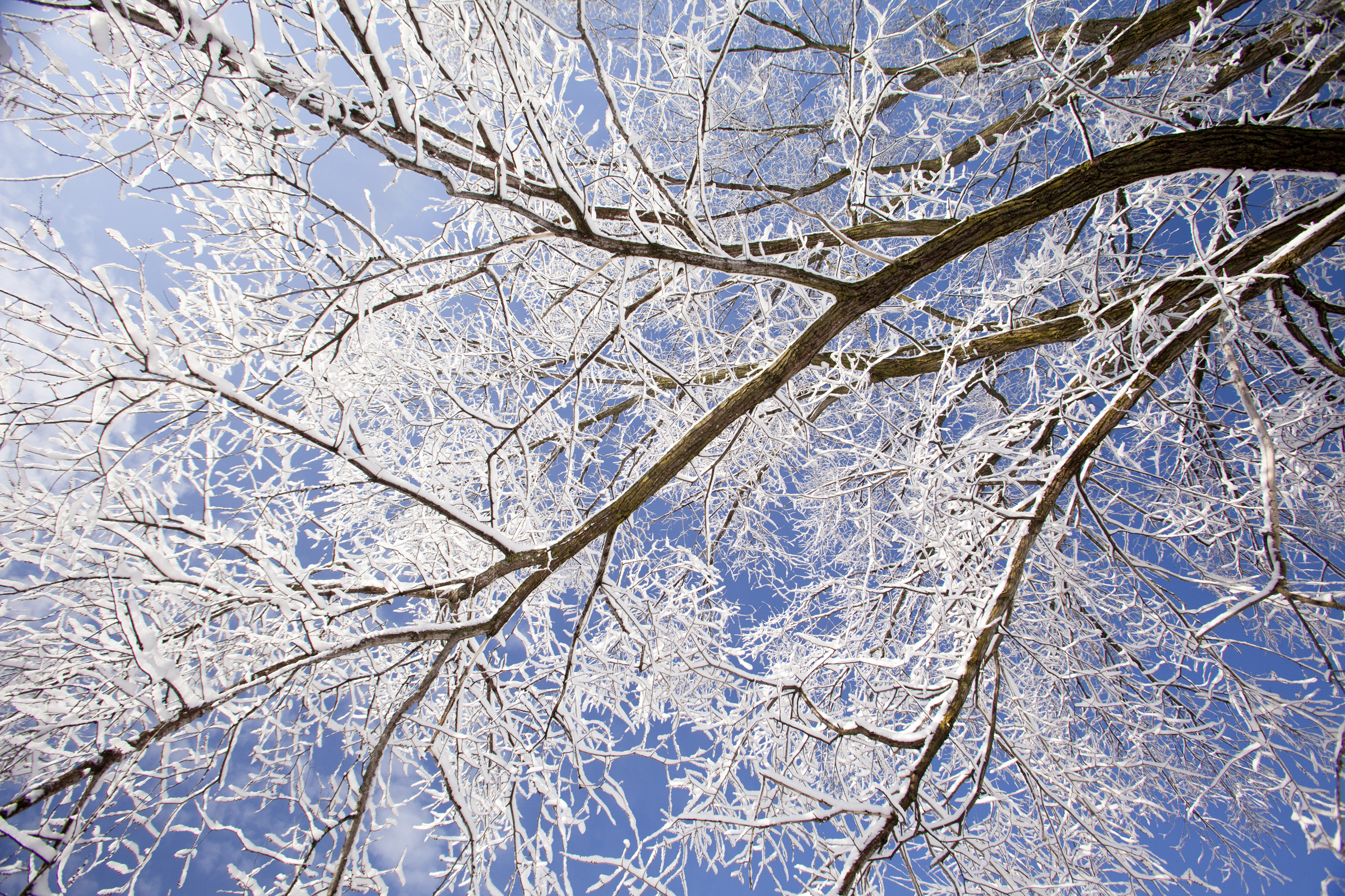 nature photography winter tree snow