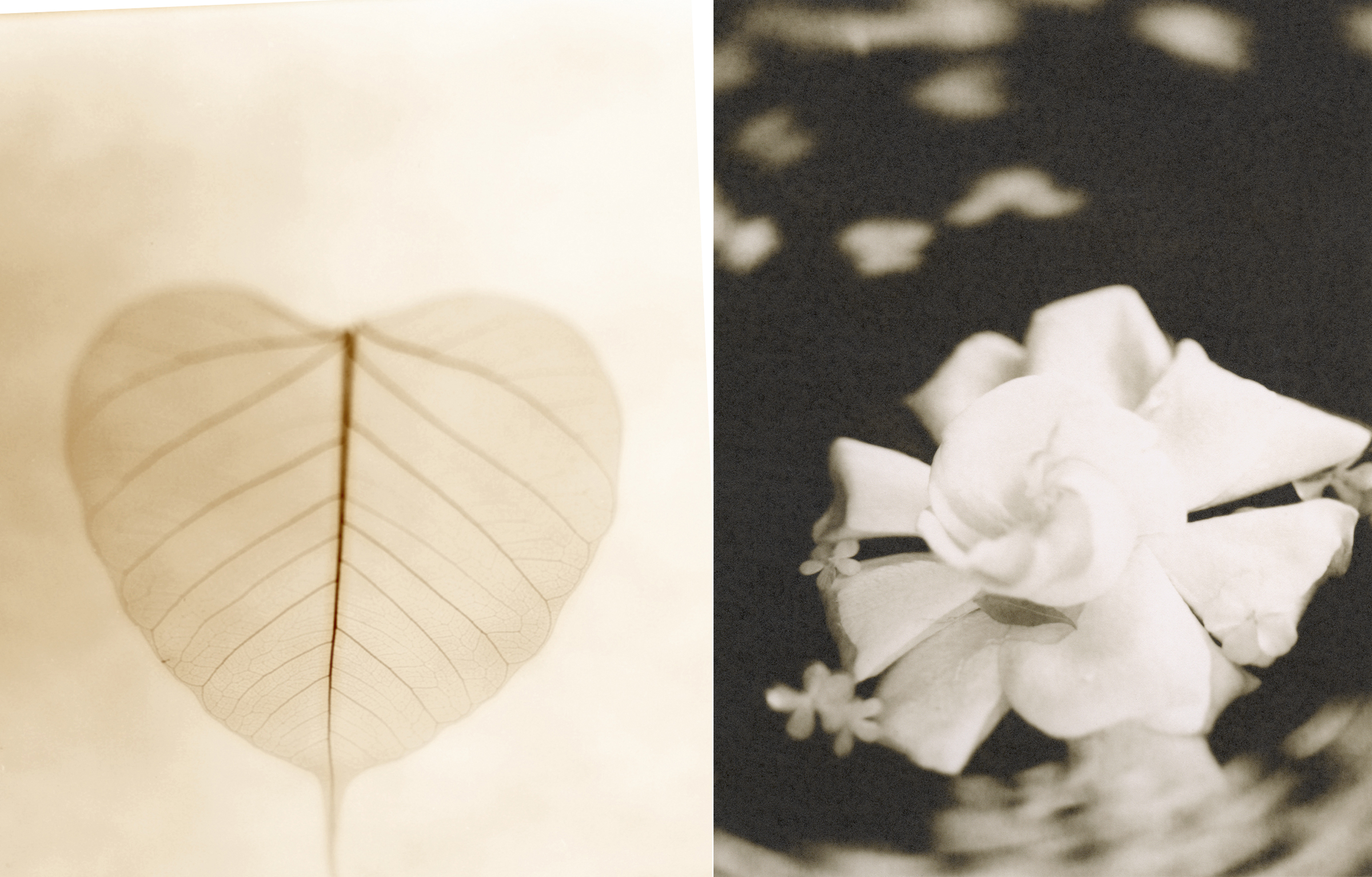 art photography sepia flowers