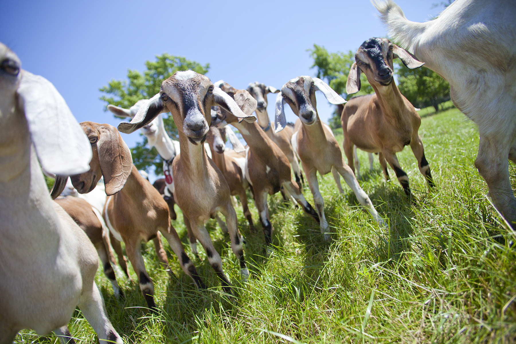 Editorial photography of goats at singing hills goat dairy minnesota