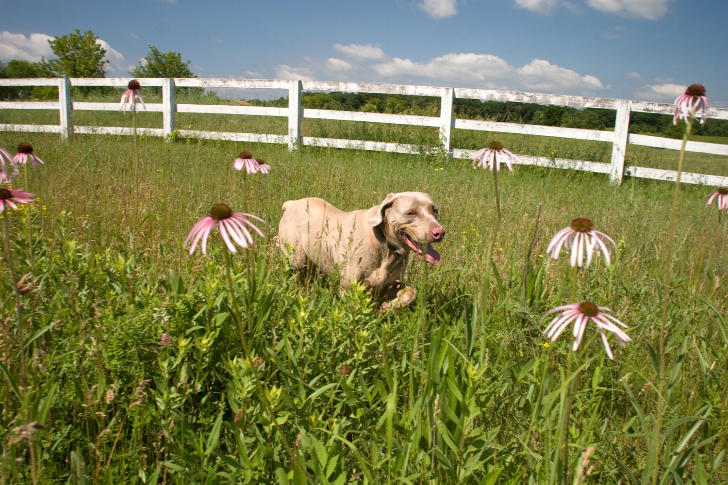 animal photography dog farm