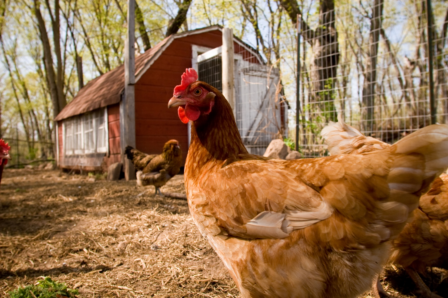 Farm photography chickens wisconsin