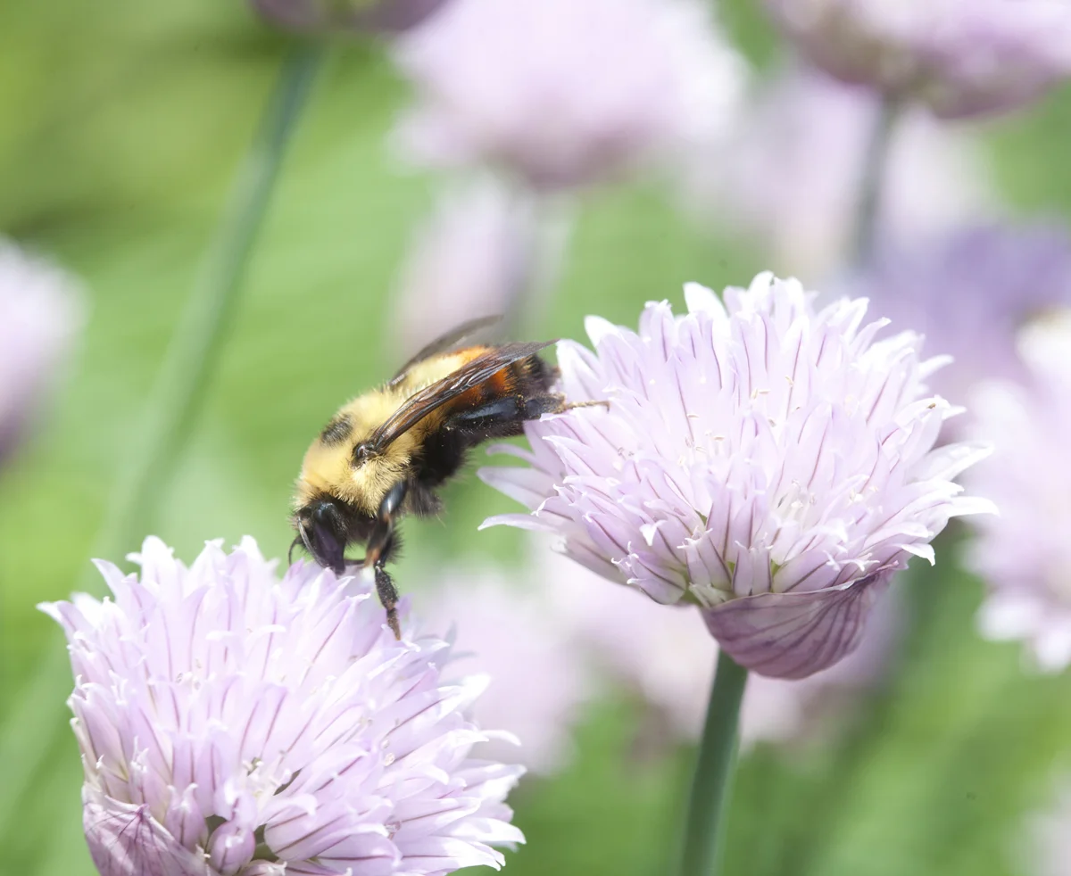 Red belted bumble bee, chives by Laurie Schneider