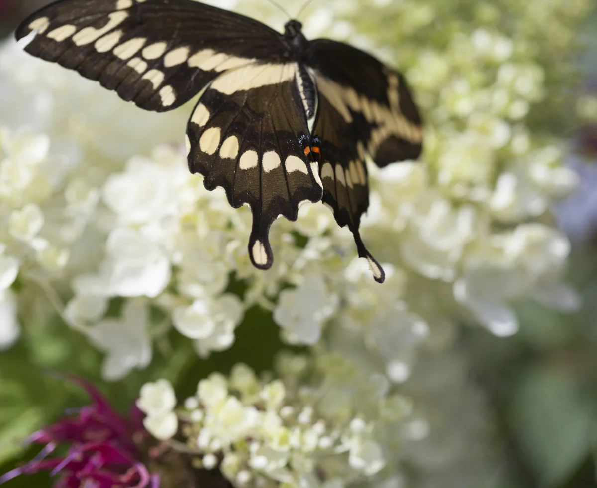 Swallowtail butterfly, bee balm by Laurie Schneider