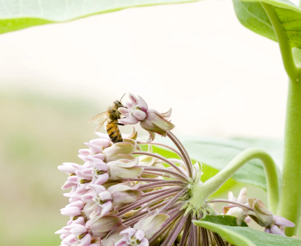 Honey bee, milkweed by Laurie Schneider