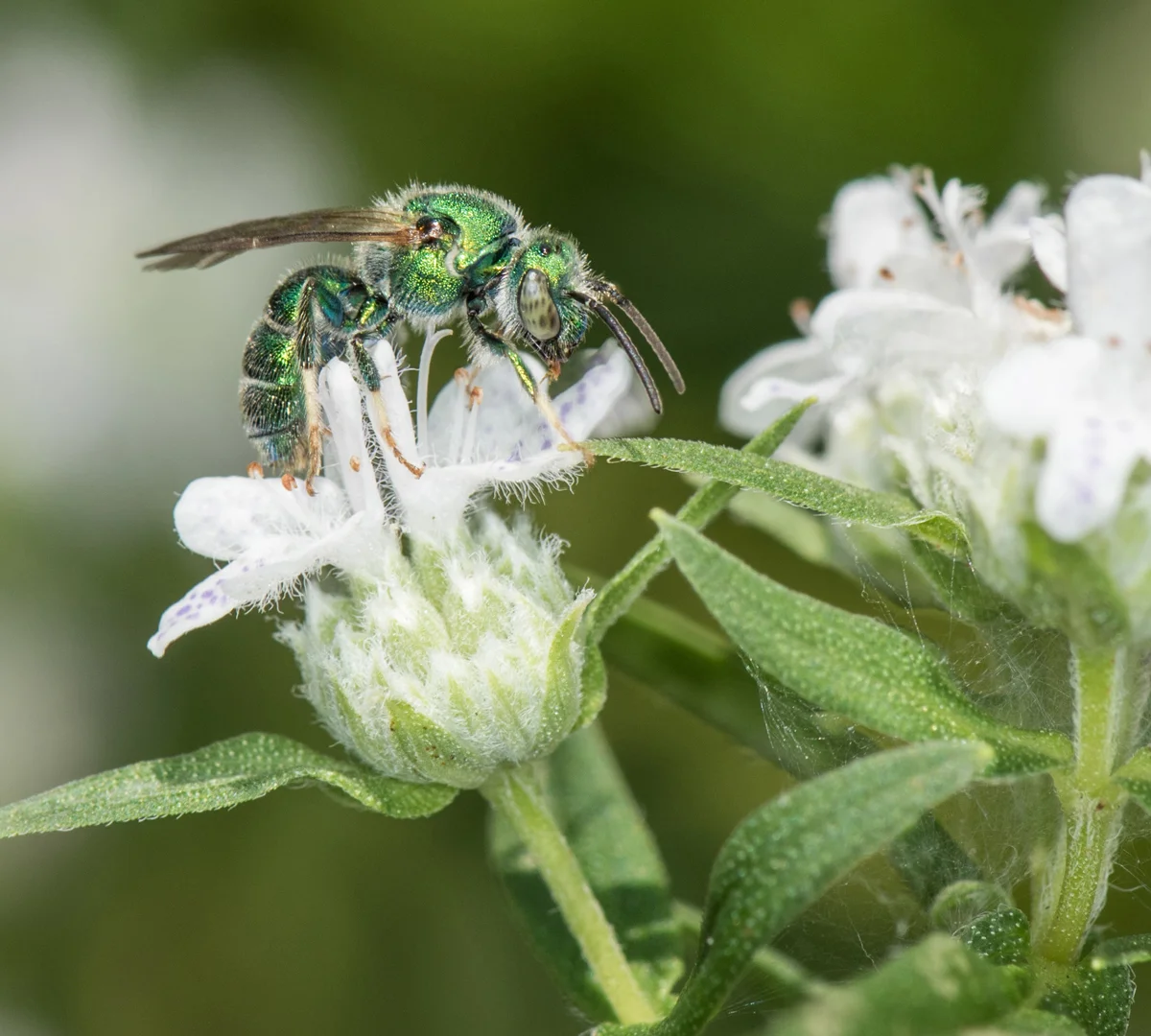 Sweat bee, virginia mountain mint by Heather Holm