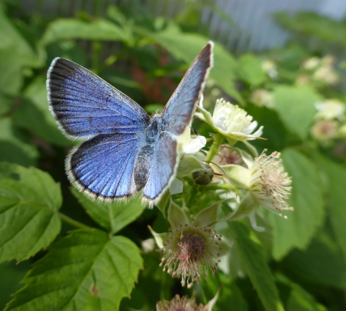 Silvery blue butterfly, raspberry by Sarah Foltz Jordan
