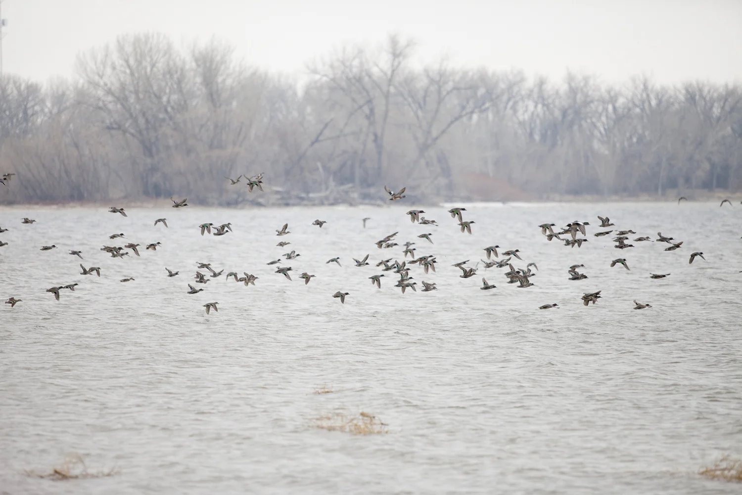 flock: green winged teal, american wigeon