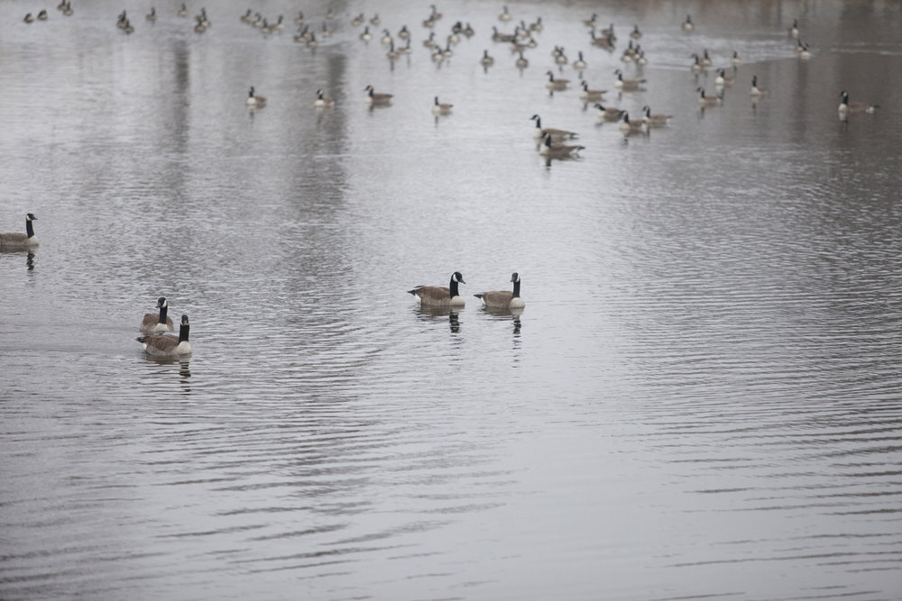 canada goose