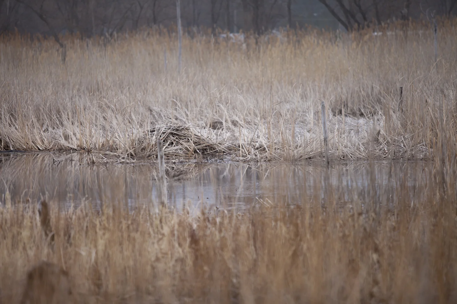wetland