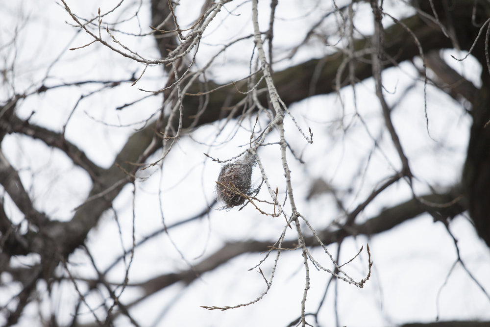 oriole nest