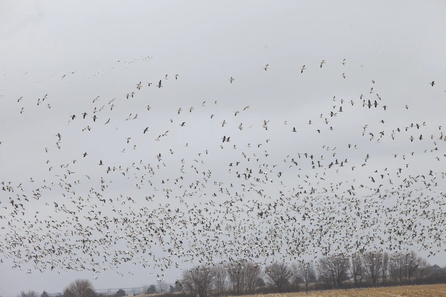 snow geese, ross's geese, canada geese