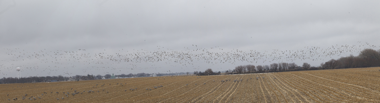snow goose in the air, sandhill cranes in cornfield