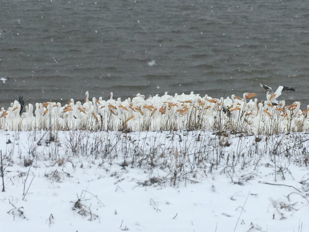 pelicans huddling in snow storm