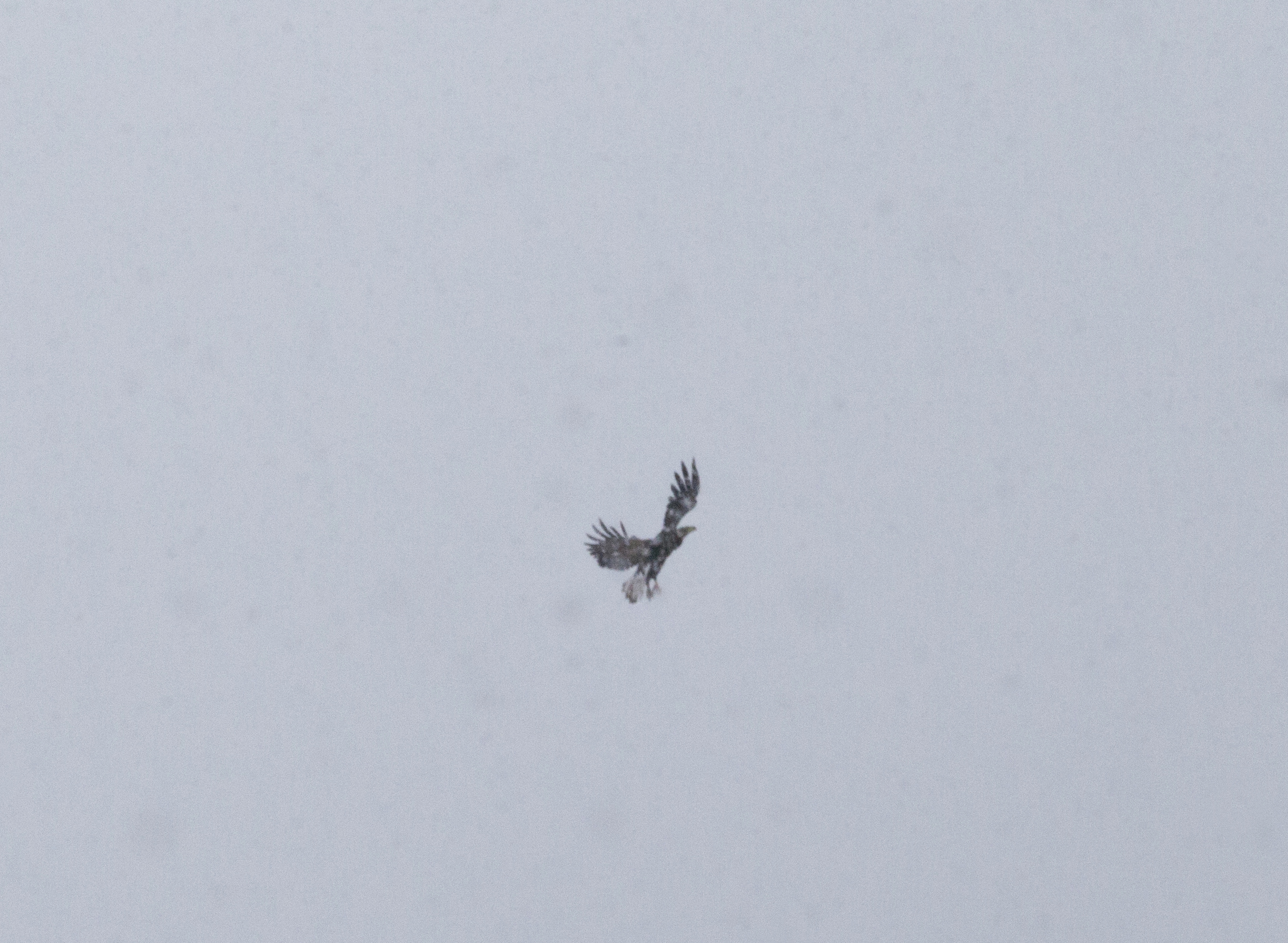american eagle in snow storm
