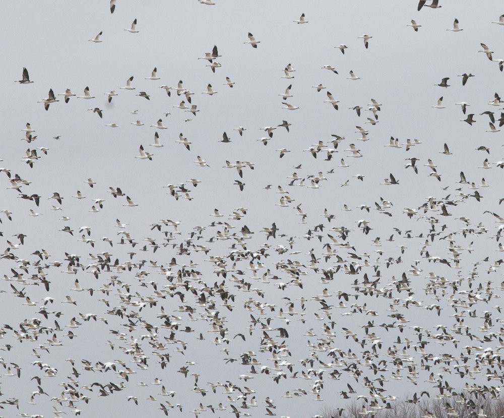 snow geese, ross's geese, canada geese