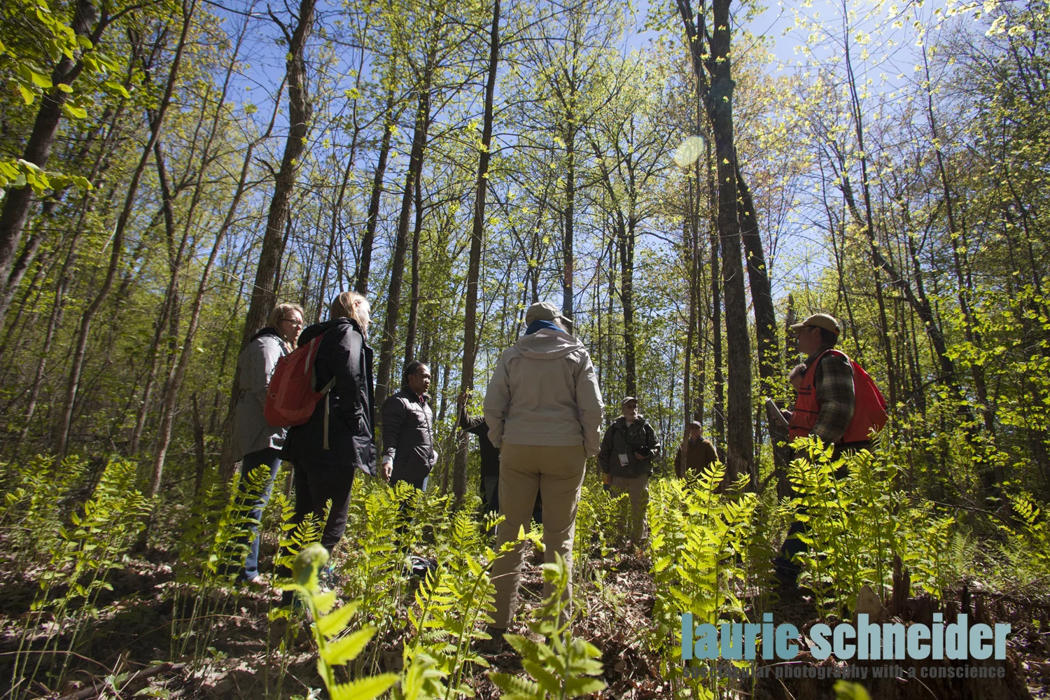 forest fields class9.jpg