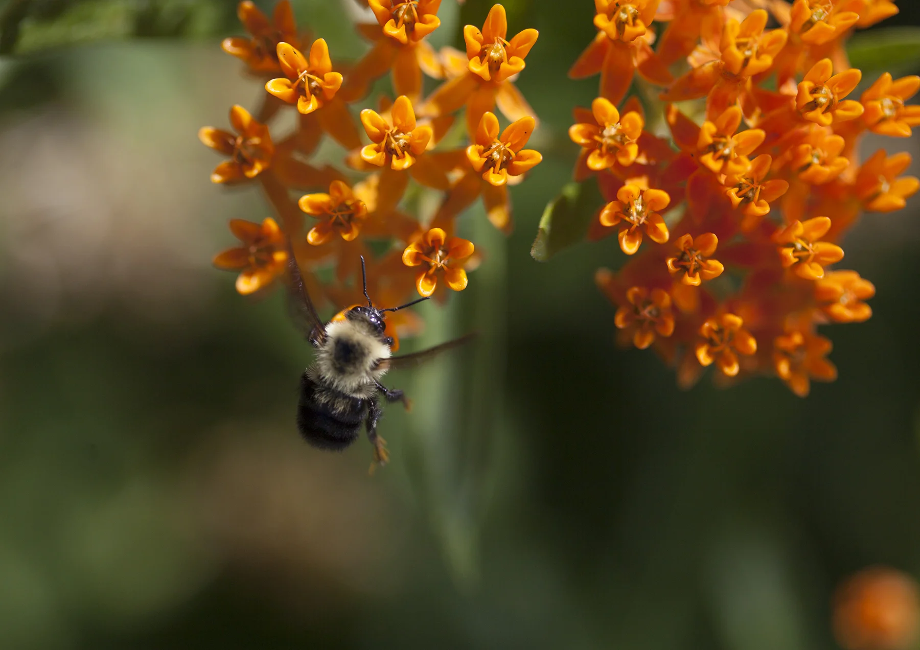 Bumble bee on butterfly weed, the main pollinator of blue berries