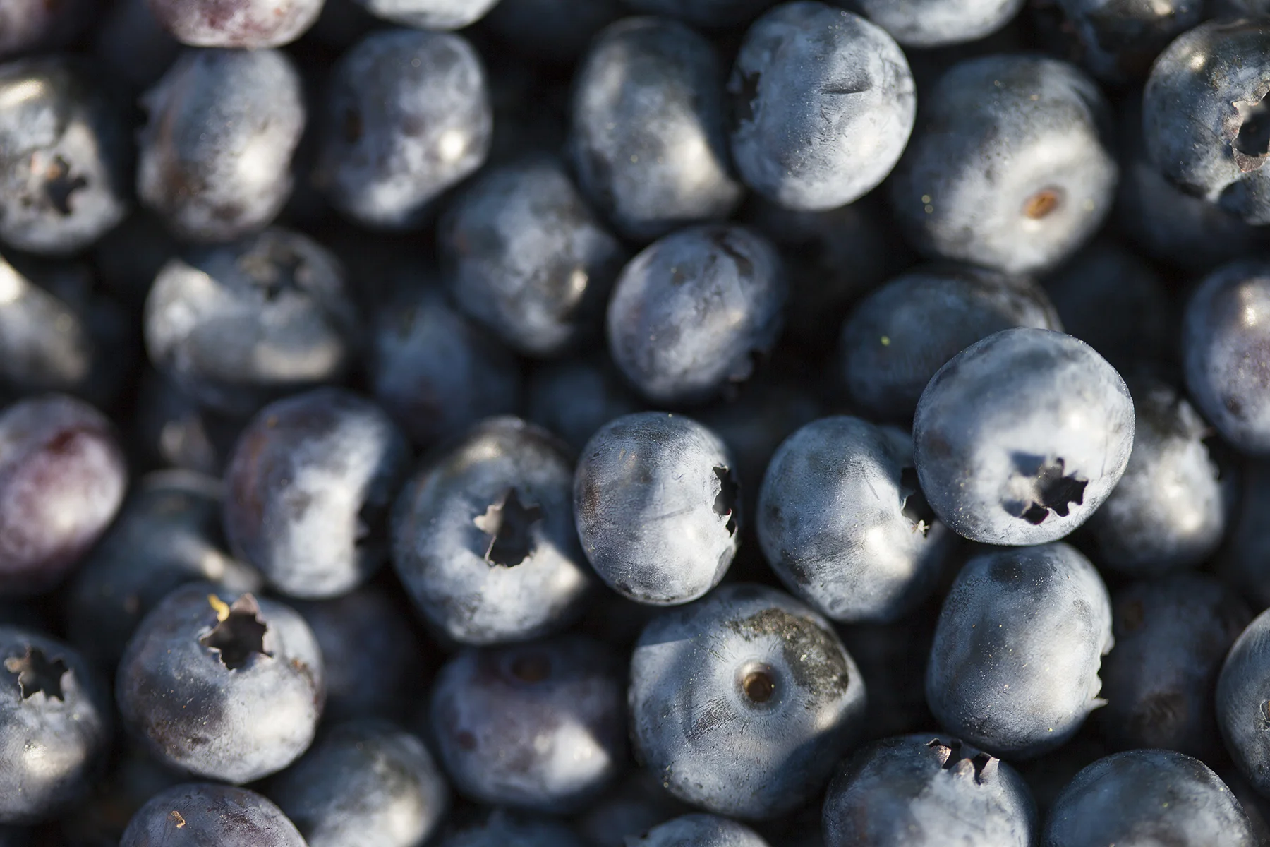 Blueberries