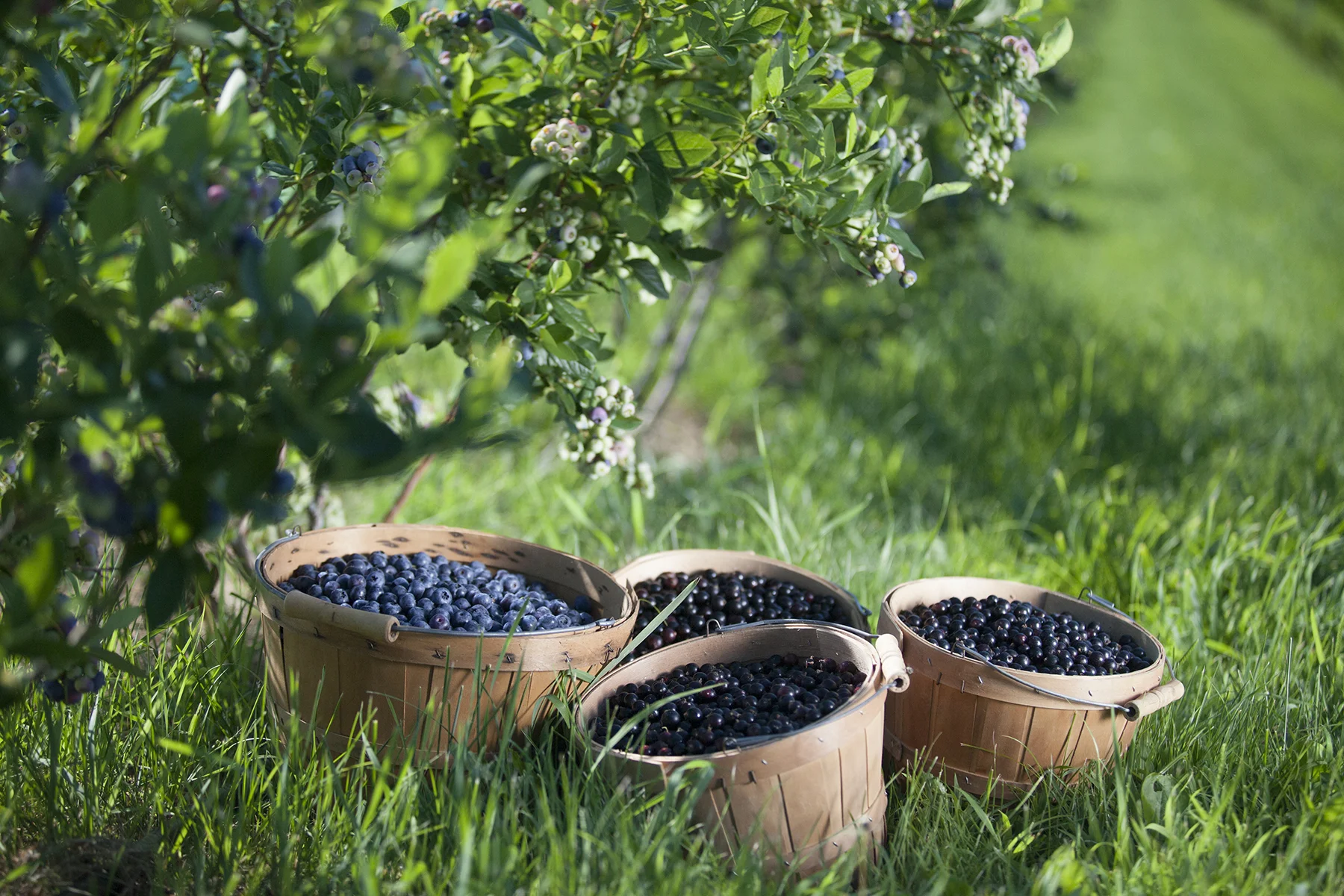 Berry harvest