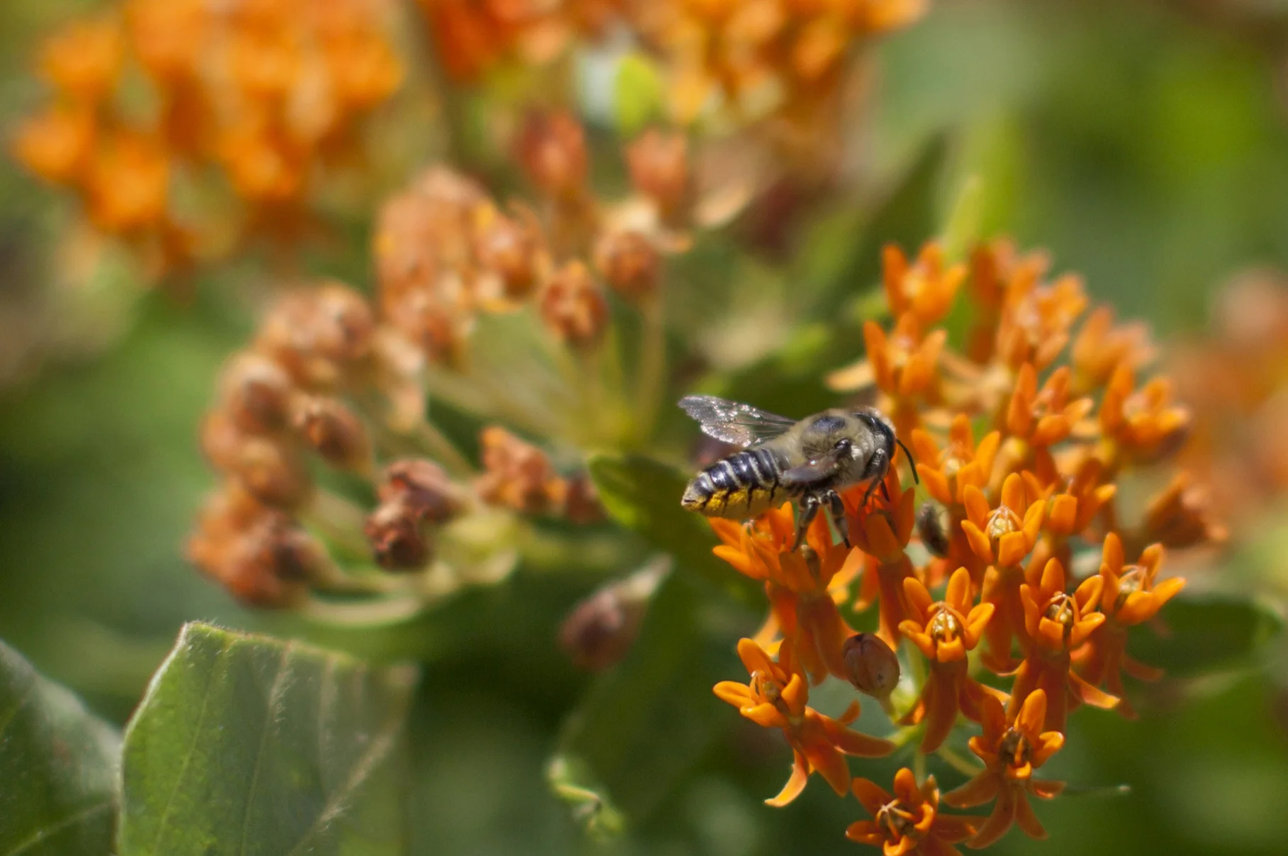 Leafcutter bee on Butterfly weed