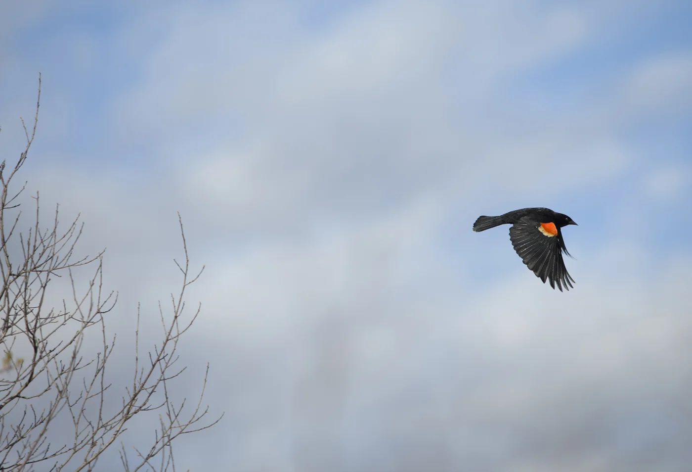 Red Winged Black Bird