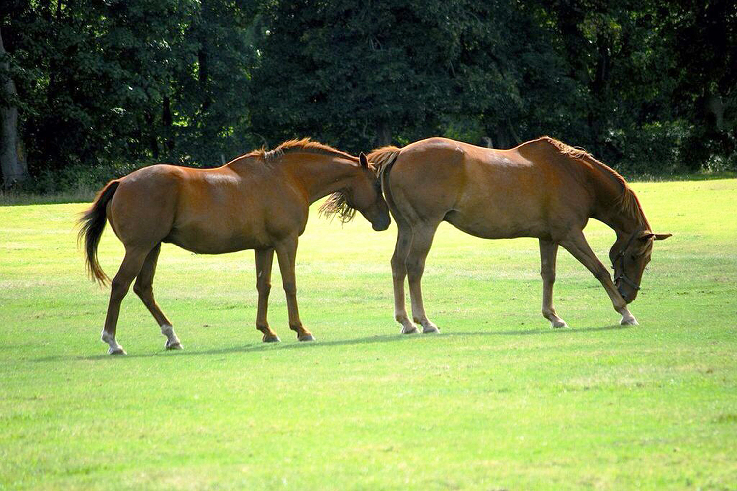 Kirtlington Park Estate Property, Weddings, Filming Location