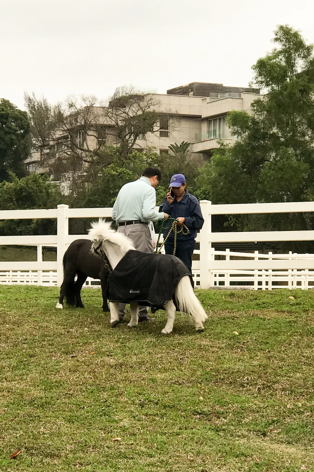  The white horse with frazzled hair made me laugh. 