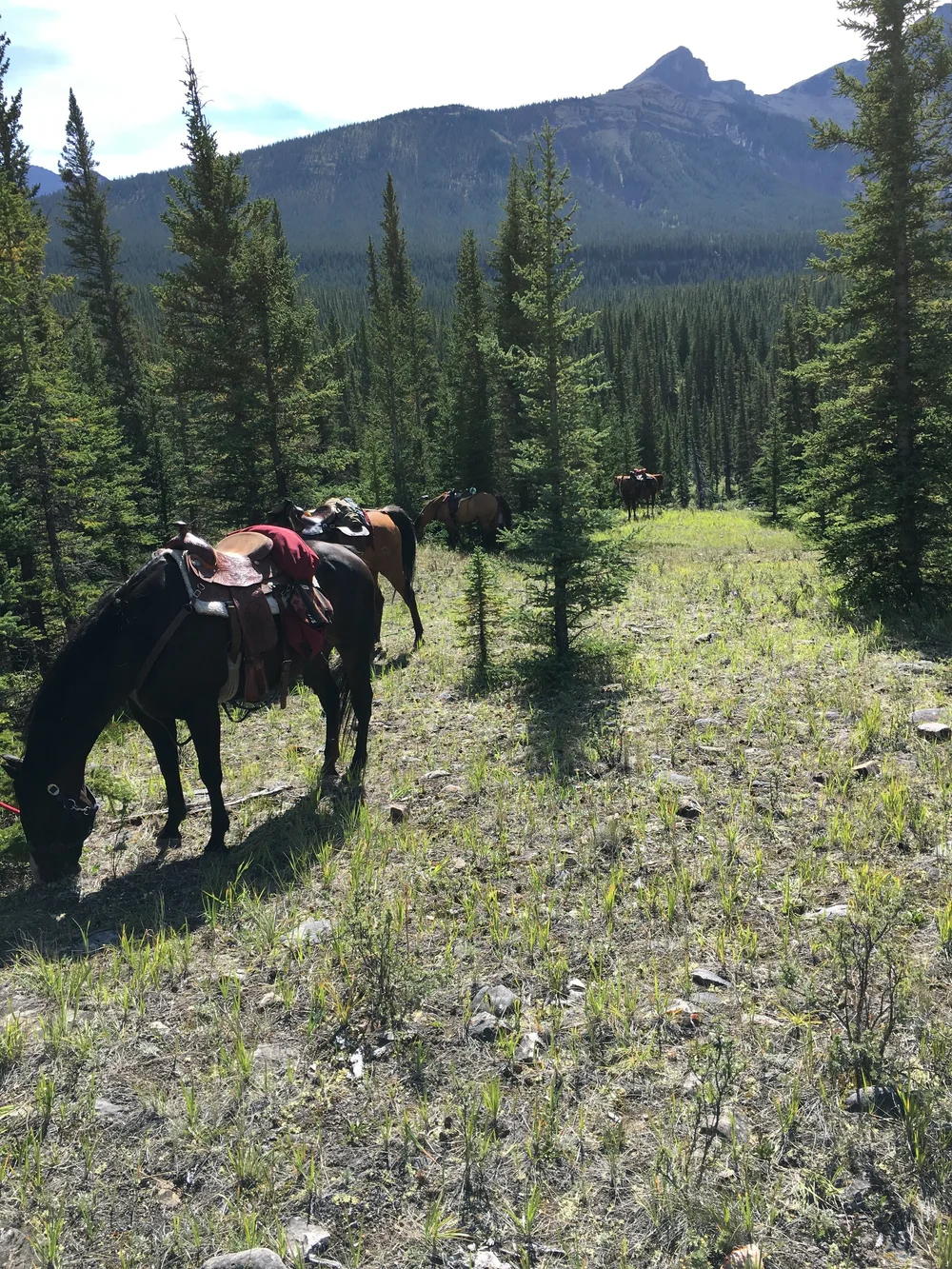 Alberta Trail Riding Association