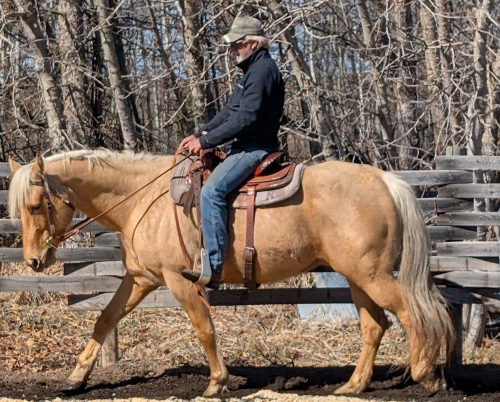 Greg Czech Two Day  Obstacle/Horsemanship Clinic - Near Beaumont, AB