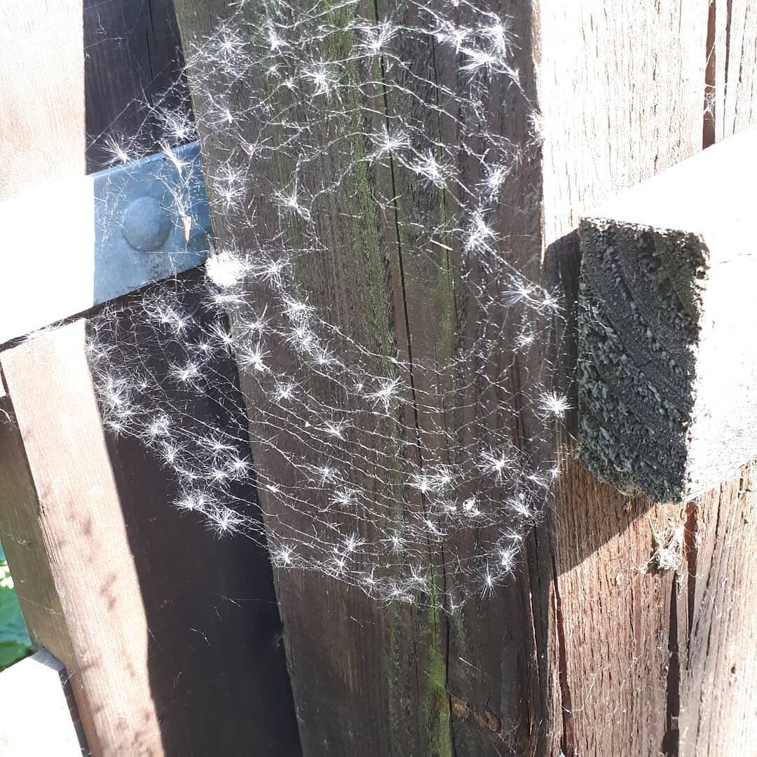 dandelion trimmed spiders web