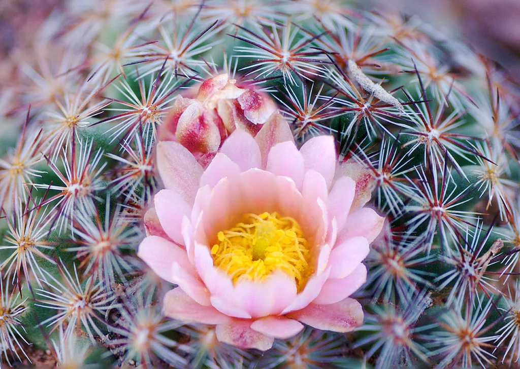 ball-cactus-flower-jpg.jpeg