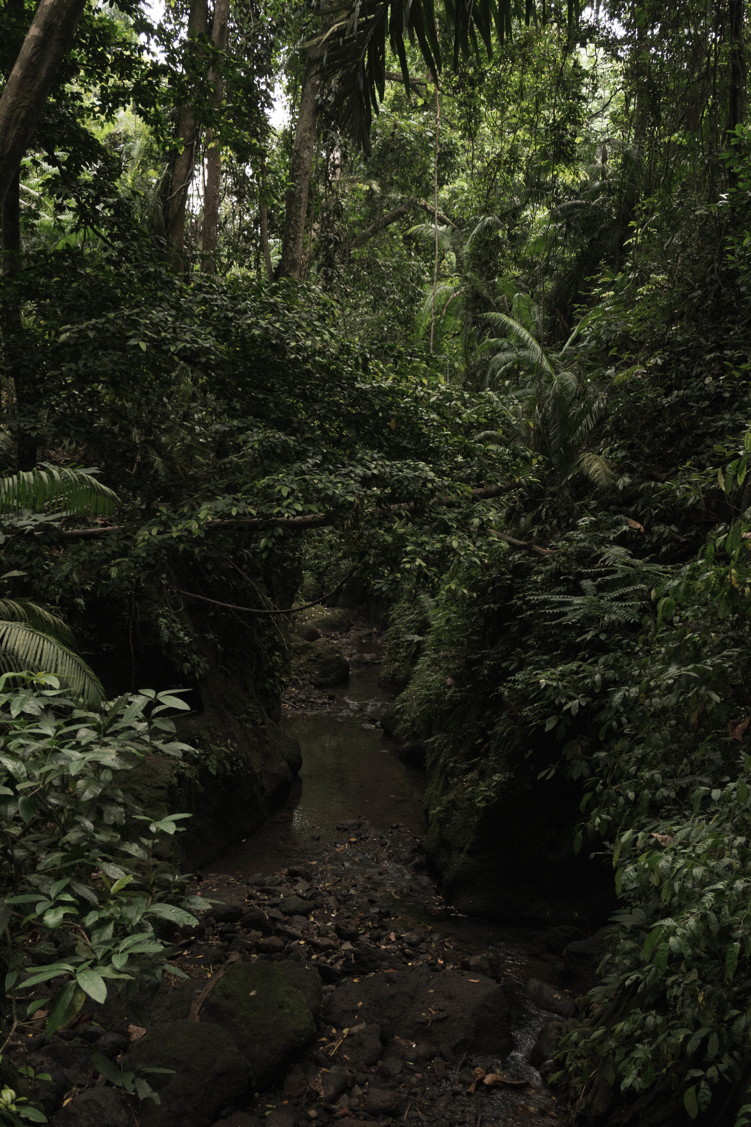 The Sacred Monkey Forest in Ubud, Indonesia