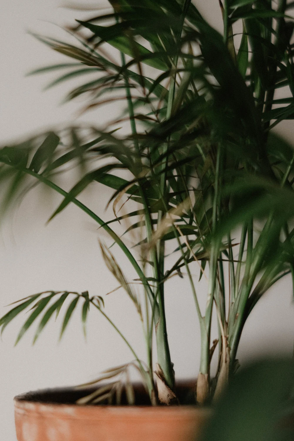 plants-7.jpg